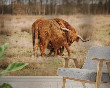 Moederliefde, Schotse hooglander met pasgeboren kalf van KB Design & Photography (Karen Brouwer)