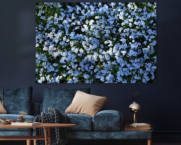 Forget-me-not flowers in the garden by Claude Laprise