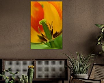 Tulpenschoonheid van Anja Roelenga