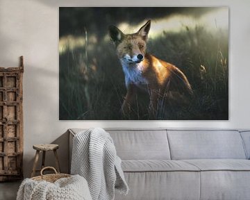 Vos tussen het gras in de duinen van Jolanda Aalbers