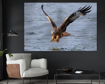 Red kite takes hold