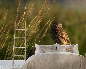 Stone owl by Rando Kromkamp Natuurfotograaf