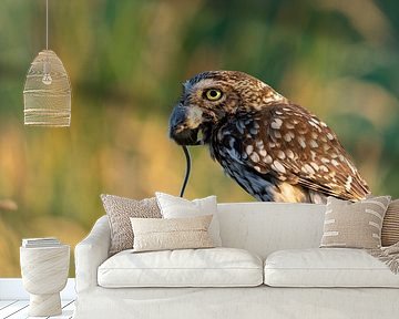 Steinkauz mit Hausmaus