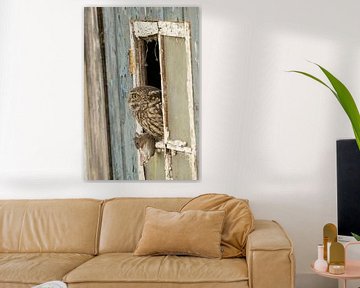 Little owl with mouse in old barn. by Rando Kromkamp