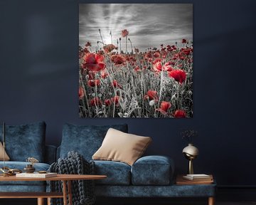 Magnifique coucher de soleil dans un champ de coquelicots | colorkey sur Melanie Viola