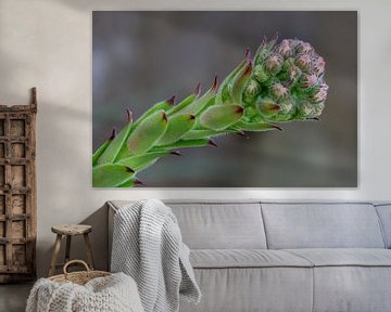 Een close-up van de bloemknoppen van een vetplant van Hans-Jürgen Janda