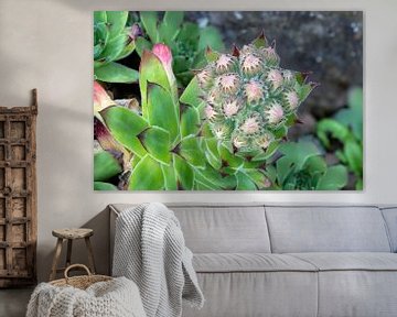 A close-up of the flower buds of a succulent plant, the houseleek by Hans-Jürgen Janda