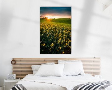 Rape field in the sunset by Martin Wasilewski