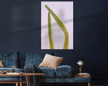 Groene gebroken cactus voor een pastel roze muur van Jenine Blanchemanche