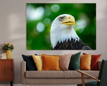 Bald Eagle Portrait Photography by Karen Kaspar