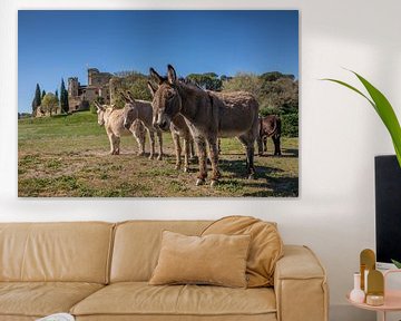 Group of donkeys in front of Loumarin castle in France by Joost Adriaanse