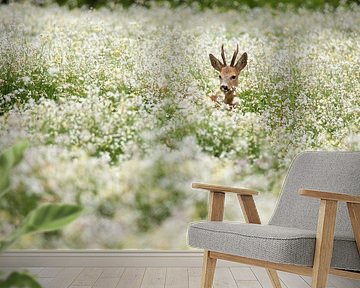 European Roe Deer buck in a field of flowering Buckwheat, Utrecht, The Netherlands by Nature in Stock