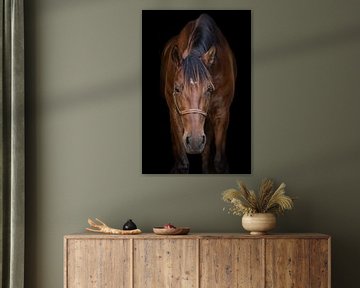 Paard met zwarte achtergrond van Iris van Velzen