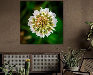 white clover in close up by Erwin Pilon