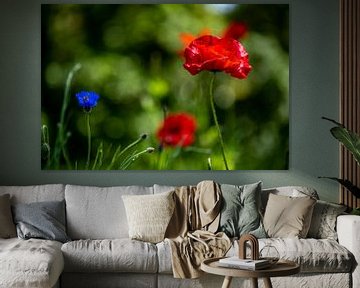 Biene auf Kornblume winkt dem Mohn von Jean's Photography