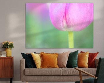 Pink tulip / gros plan sur Photography art by Sacha