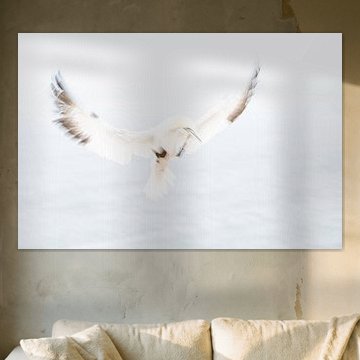 Landing gannet Heligoland