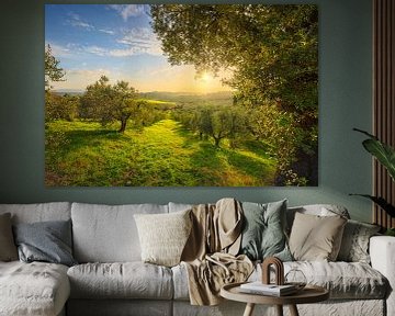 Panorama de la campagne de la Maremme et oliviers sur Stefano Orazzini
