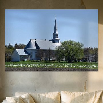 Schneegänse auf einem Feld im Frühling von Claude Laprise