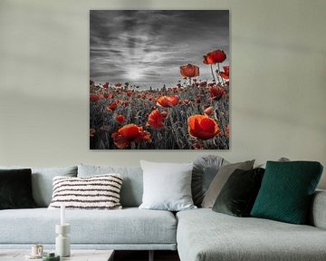 Mohn im Sonnenuntergang | colorkey von Melanie Viola