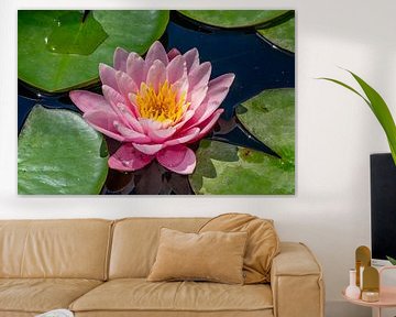 Water lily blooming on a pond 01 by Animaflora PicsStock