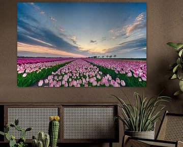 Tulip field at sunset