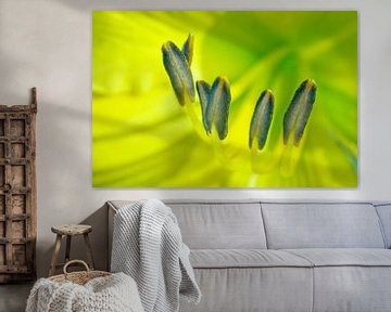 Yellow Lily Stamen III by Iris Holzer Richardson