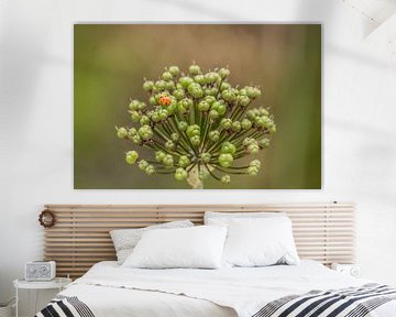 Ornamental Leek with Ladybird by Gerhard Eisele