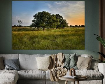 Lentegroene bomen in het Bargerveen van Stefan Wiebing Photography