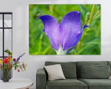 Purple Balloon Flower with Sweat Bee by Iris Holzer Richardson