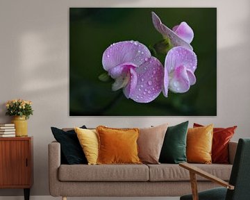 Fris roze wilde lathyrus in wetlook! van Marjon Woudboer