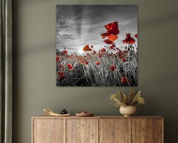 Idyllic sunset in a field of poppies | colorkey by Melanie Viola