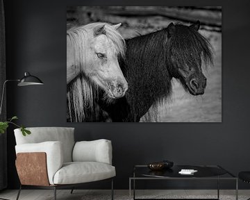 Poney noir et blanc sur Rob Boon