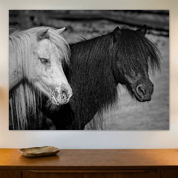 Schwarzes und weißes Pony