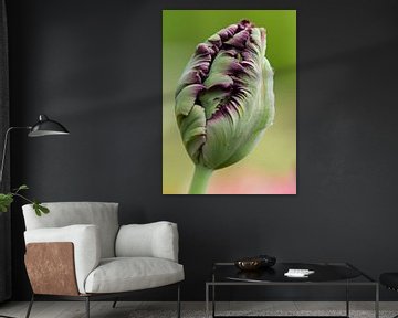 alleenstaande paarse tulp in de knop by Sandra Keereweer