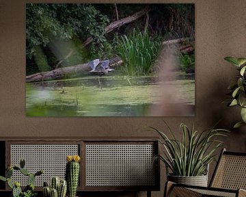 Vliegende blauwe reiger