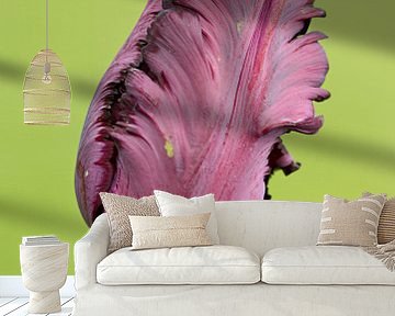alleenstaande paarse tulp in de knop by Sandra Keereweer