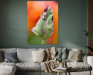 paarse tulp in de knop op oranje achtergrond by Sandra Keereweer