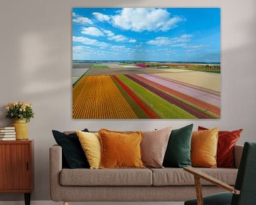 Tulips growing in agricultural fields during springtime seen from above by Sjoerd van der Wal Photography