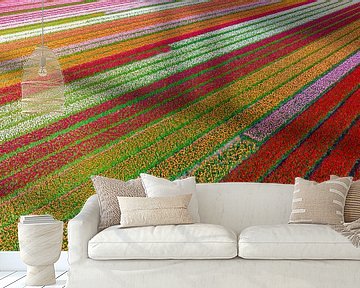 Tulips growing in agricultural fields during springtime seen from above by Sjoerd van der Wal Photography