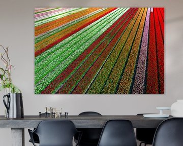 Tulips growing in agricutlural fields during springtime seen from above by Sjoerd van der Wal Photography