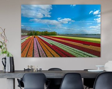 Tulips growing in agricultural fields during springtime seen from above by Sjoerd van der Wal Photography