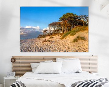 West Beach and Darß Forest on the Baltic Sea by Daniela Beyer