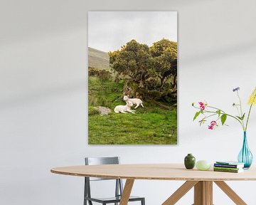 May lambs in the Isle of Skye countryside in Scotland