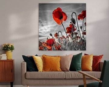 La fascination des coquelicots | colorkey sur Melanie Viola