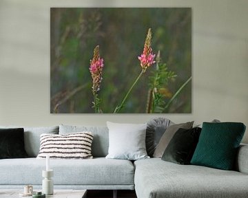 Sunny sainfoin flowers by Kristof Lauwers