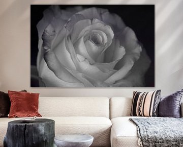 Roos  perfect zwart wit van Groothuizen Foto Art