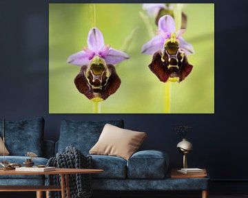 Bumblebee Ragwort (Ophrys holoserica) by Daniela Beyer