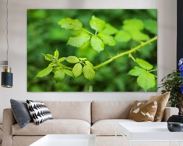 Rubus fructicosa (mûre) sur Marcel Kerdijk