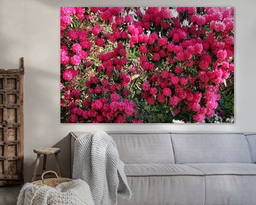 Fleurs de rhododendrons roses sur aidan moran